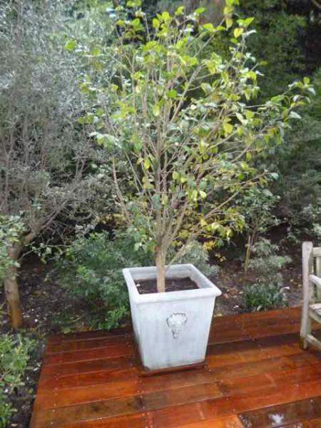 Entretien de terrasse en bois Paris